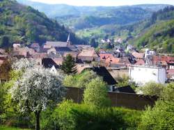 photo Apprendre à reconnaître et a cuisiner des plantes sauvages