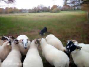 Week-end Berger blanc au troupeau