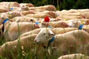LA TRANSHUMANCE DE MONTPEYROUX