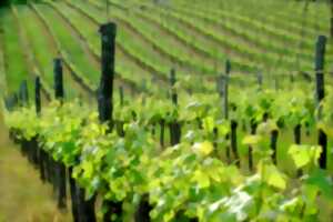 Balade en trottes électriques | Domaine du Siorac